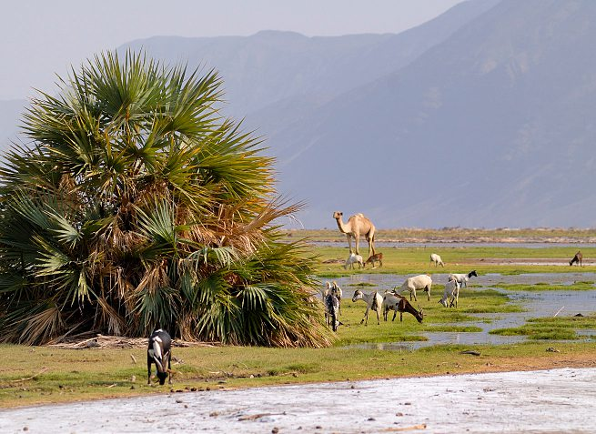 The Allols depression, in the Tadjourah region.