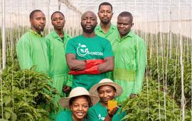 A team from Green Eden Farms, after harvesting yellow peppers. IMAGE READY