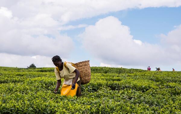 Tea farm in Nandi Hills, Kenya