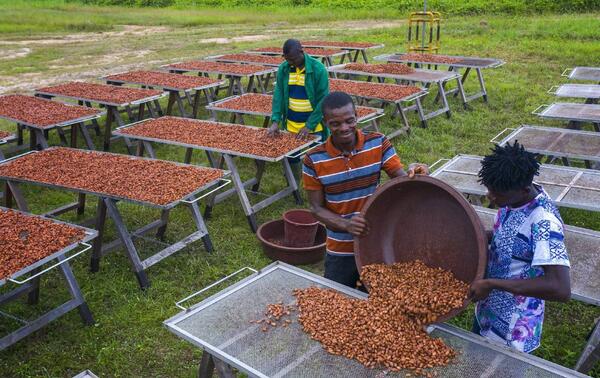 Drying coffee beans at the Amitié plantation in Angbavia. NABIL ZORKOT