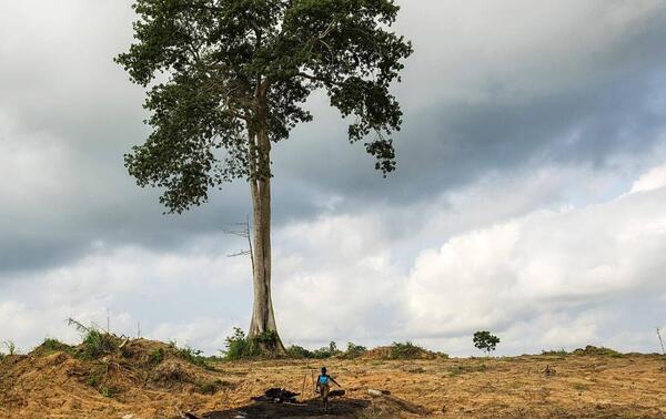 Consequences of deforestation. NABIL ZORKOT