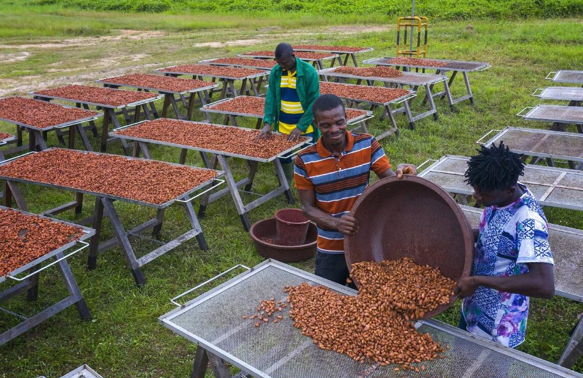 Drying coffee beans at the Amitié plantation in Angbavia. NABIL ZORKOT