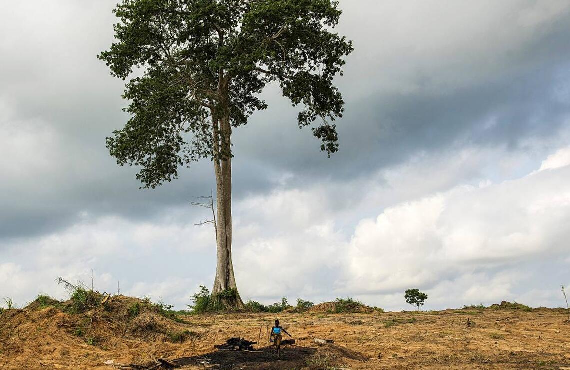 Investing in adaptation Consequences of deforestation. NABIL ZORKOT
