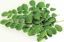 Moringa. DR