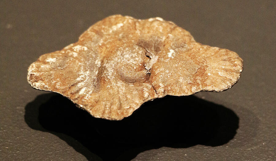 Gabonionta are a fossil group of macroscopic multicellular organisms dating back 2.1 billion years. OLIVIA LANGE