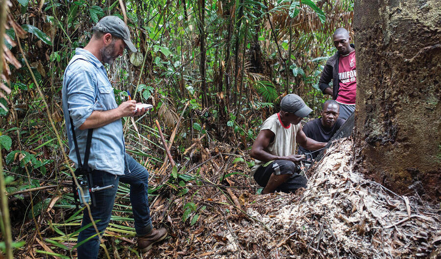  The journalist watches a logger fell a tree more than 30 metres tall in the rainforest of Équateur Province (DRC). PAU COLL.